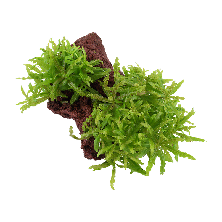 Planta acvariu Pogostemon helferi pe lava stone - imagine 6